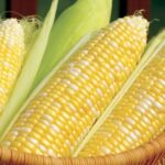 Bi-Color Corn 1 count