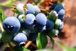 Jumbo Blueberries 9.8 oz